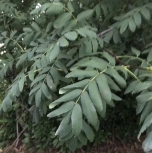 Sorbus domestica at Garran, ACT - 8 Feb 2021