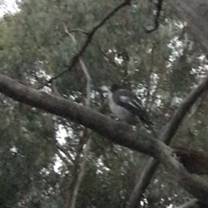 Cracticus torquatus at Garran, ACT - 8 Feb 2021