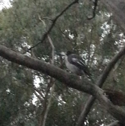 Cracticus torquatus (Grey Butcherbird) at Garran, ACT - 8 Feb 2021 by Tapirlord