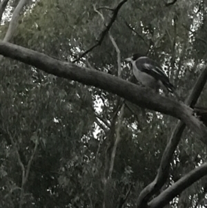 Cracticus torquatus at Garran, ACT - 8 Feb 2021