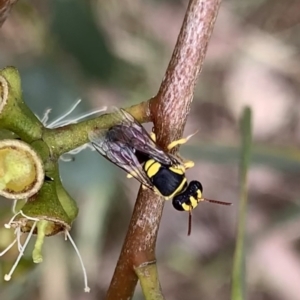 Hylaeus (Euprosopis) elegans at Murrumbateman, NSW - 8 Feb 2021