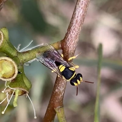 Hylaeus (Euprosopis) elegans (Harlequin Bee) at Murrumbateman, NSW - 8 Feb 2021 by SimoneC