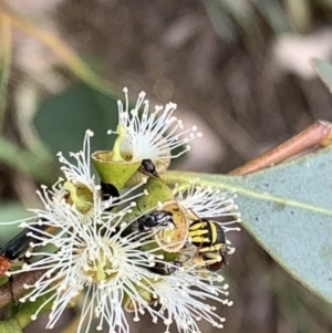 Hylaeus (Euprosopis) elegans at Murrumbateman, NSW - 8 Feb 2021