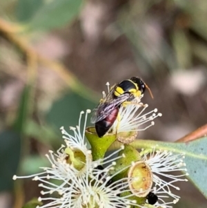 Hylaeus (Euprosopis) elegans at Murrumbateman, NSW - 8 Feb 2021