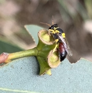 Hylaeus (Euprosopis) elegans at Murrumbateman, NSW - 8 Feb 2021