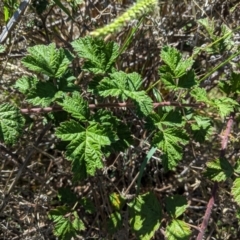 Rubus parvifolius (Native Raspberry) at Garran, ACT - 6 Feb 2021 by JackyF