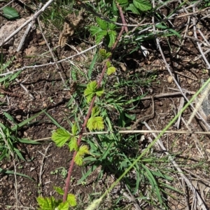 Rubus parvifolius at Garran, ACT - 7 Feb 2021