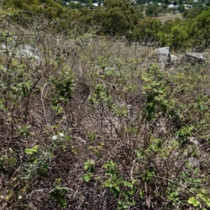 Rubus parvifolius at Garran, ACT - 7 Feb 2021