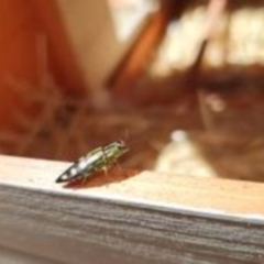 Diadoxus erythrurus (Callitris jewel beetle) at Florey, ACT - 8 Feb 2021 by Harrisi