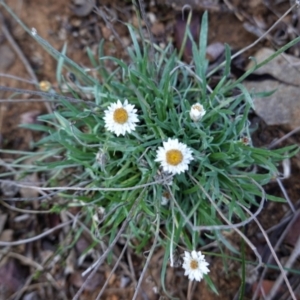 Leucochrysum albicans subsp. tricolor at Jerrabomberra, NSW - 7 Feb 2021 06:33 PM