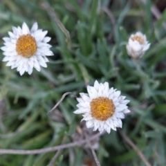 Leucochrysum albicans subsp. tricolor at Jerrabomberra, NSW - 7 Feb 2021 06:33 PM