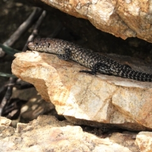 Egernia cunninghami at Deakin, ACT - 8 Feb 2021