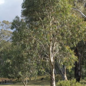 Eucalyptus pauciflora at Cooleman, NSW - 6 Feb 2021