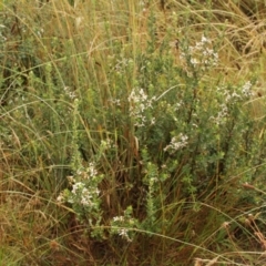 Olearia myrsinoides (Blush Daisy Bush) at Bimberi, NSW - 6 Feb 2021 by alex_watt