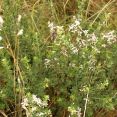 Olearia myrsinoides at Bimberi, NSW - 6 Feb 2021 10:33 PM