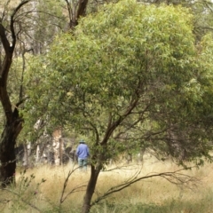 Eucalyptus stellulata (Black Sally) at Bimberi, NSW - 6 Feb 2021 by alexwatt