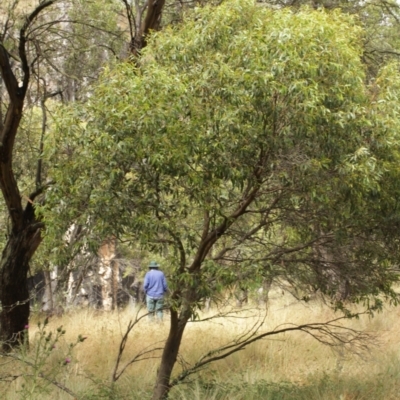 Eucalyptus stellulata (Black Sally) at Bimberi, NSW - 6 Feb 2021 by alex_watt