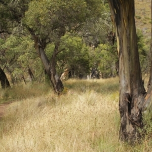 Eucalyptus stellulata at Kosciuszko National Park - 6 Feb 2021