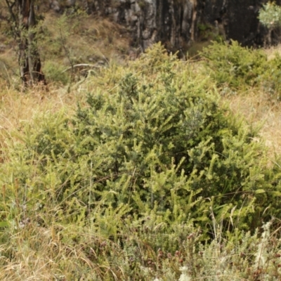 Grevillea lanigera (Woolly Grevillea) at Bimberi, NSW - 6 Feb 2021 by alexwatt