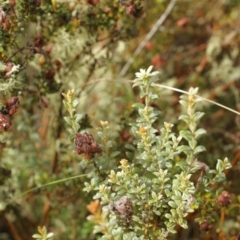 Mirbelia oxylobioides at Bimberi, NSW - 6 Feb 2021