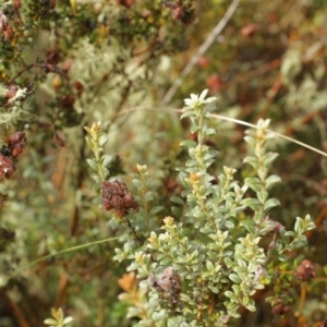 Mirbelia oxylobioides at Bimberi, NSW - 6 Feb 2021