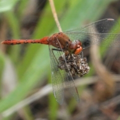 Diplacodes bipunctata (Wandering Percher) at Deakin, ACT - 8 Feb 2021 by JackyF