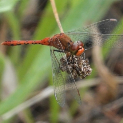 Diplacodes bipunctata (Wandering Percher) at Deakin, ACT - 8 Feb 2021 by JackyF