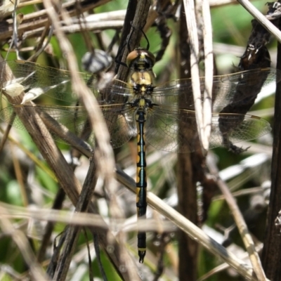 Hemicordulia tau (Tau Emerald) at Deakin, ACT - 8 Feb 2021 by JackyF