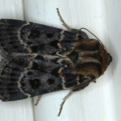 Proteuxoa sanguinipuncta (Blood-spotted Noctuid) at Ainslie, ACT - 5 Feb 2021 by jbromilow50