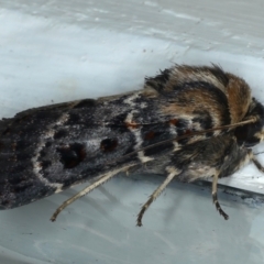 Proteuxoa sanguinipuncta at Ainslie, ACT - 5 Feb 2021