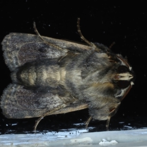 Proteuxoa sanguinipuncta at Ainslie, ACT - 5 Feb 2021