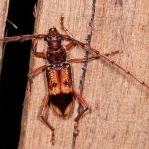 Phoracantha recurva at Melba, ACT - 4 Feb 2021