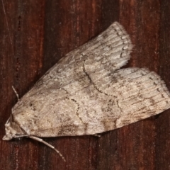 Calathusa sp nr dispila at Melba, ACT - 4 Feb 2021 by kasiaaus