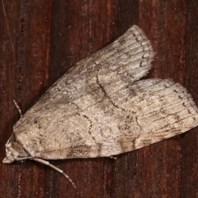 Calathusa sp nr dispila at Melba, ACT - 4 Feb 2021 by kasiaaus