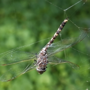 Adversaeschna brevistyla at Hughes, ACT - 8 Feb 2021