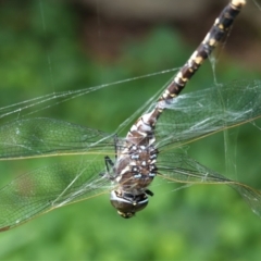 Adversaeschna brevistyla at Hughes, ACT - 8 Feb 2021