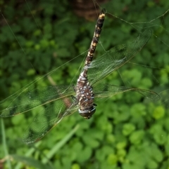 Adversaeschna brevistyla at Hughes, ACT - 8 Feb 2021