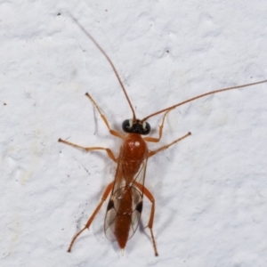 Ichneumonidae (family) at Melba, ACT - 4 Feb 2021