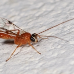 Ichneumonidae (family) at Melba, ACT - 4 Feb 2021 10:18 PM