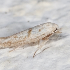 Lepidoptera unclassified ADULT moth at Melba, ACT - 4 Feb 2021 10:31 PM