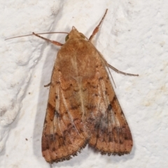 Helicoverpa armigera (Cotton bollworm, Corn earworm) at Melba, ACT - 4 Feb 2021 by kasiaaus