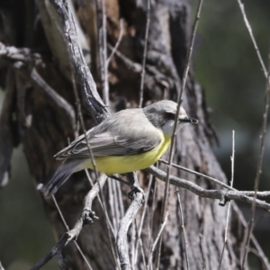 Gerygone olivacea at Majura, ACT - 12 Oct 2020