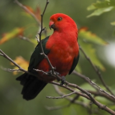 Alisterus scapularis (Australian King-Parrot) at Higgins, ACT - 5 Feb 2021 by AlisonMilton