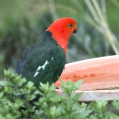 Alisterus scapularis at Higgins, ACT - 5 Feb 2021