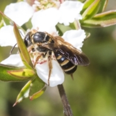 Lasioglossum (Chilalictus) bicingulatum (Halictid Bee) at Acton, ACT - 9 Nov 2020 by AlisonMilton