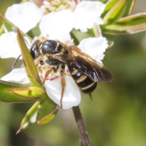 Lasioglossum (Chilalictus) bicingulatum at Acton, ACT - 10 Nov 2020