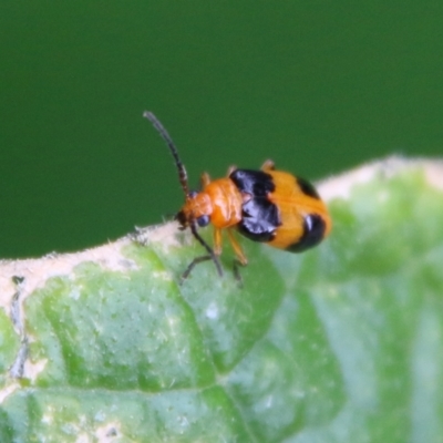 Aulacophora hilaris (Pumpkin Beetle) at Hughes, ACT - 8 Feb 2021 by LisaH