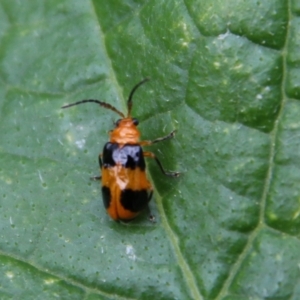 Aulacophora hilaris at Hughes, ACT - 8 Feb 2021