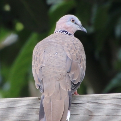 Spilopelia chinensis (Spotted Dove) at Hughes, ACT - 8 Feb 2021 by LisaH