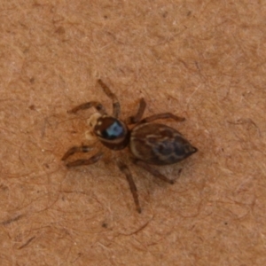 Maratus griseus at Hughes, ACT - 8 Feb 2021